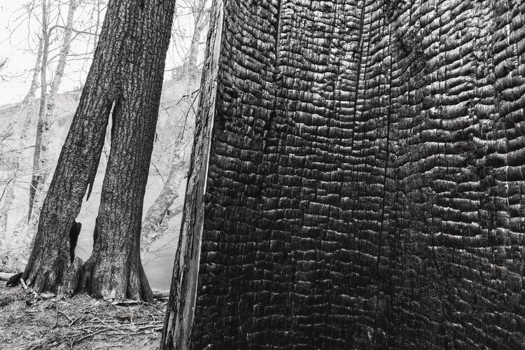 Charred tree trunks. Photo by David Paul Bayles.