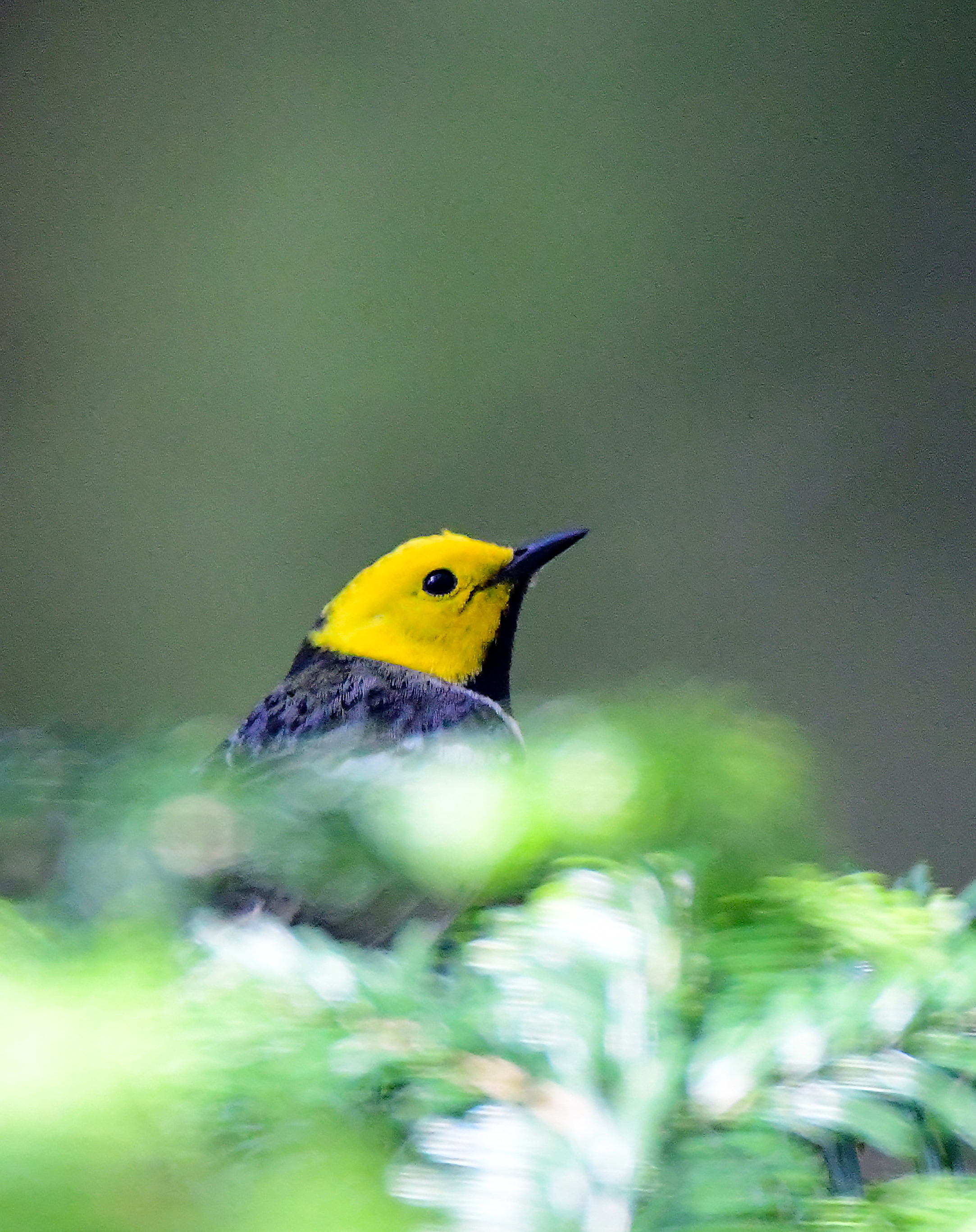 Hermit Warbler