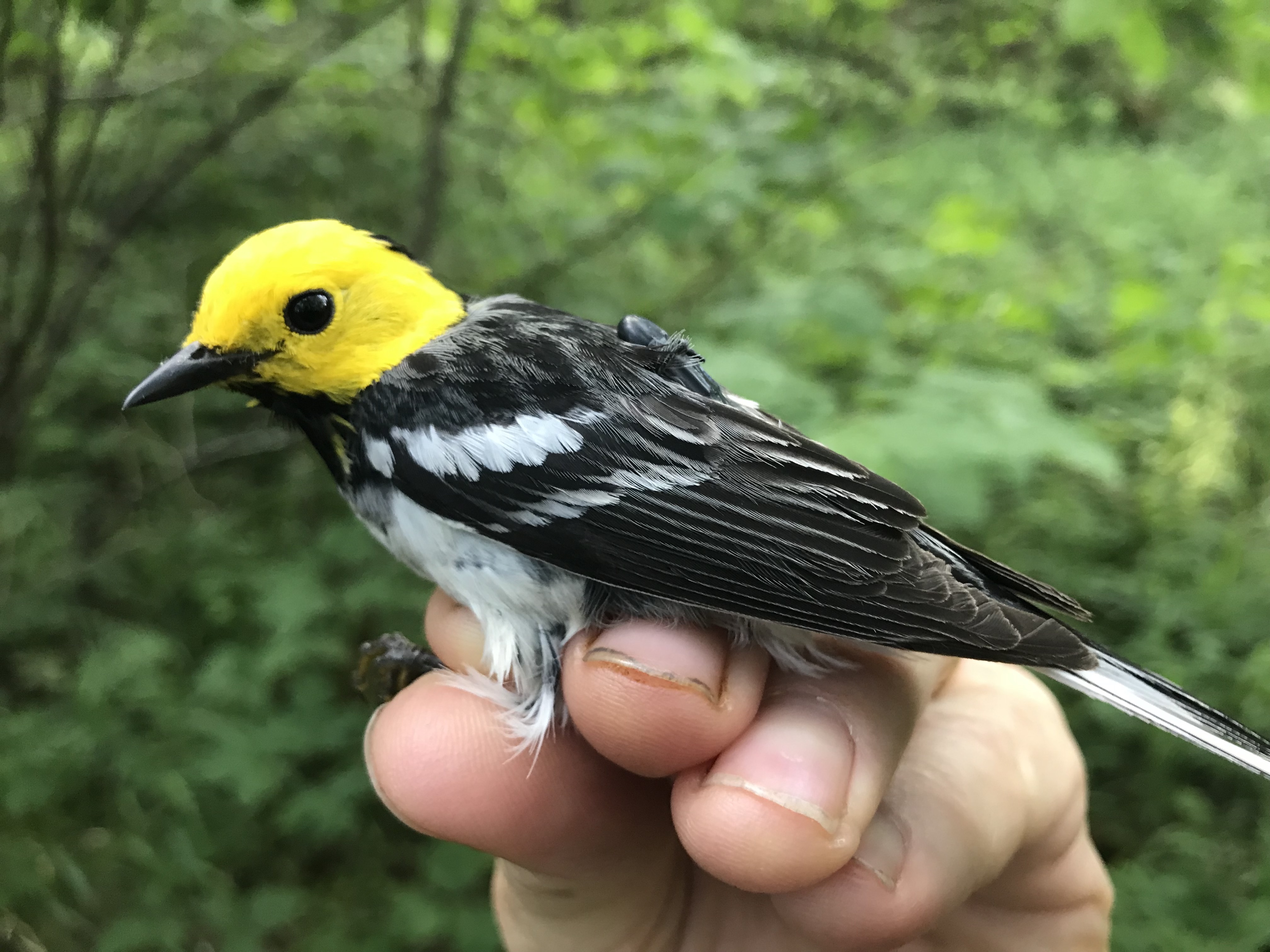 Hermit Warbler with Geolocator