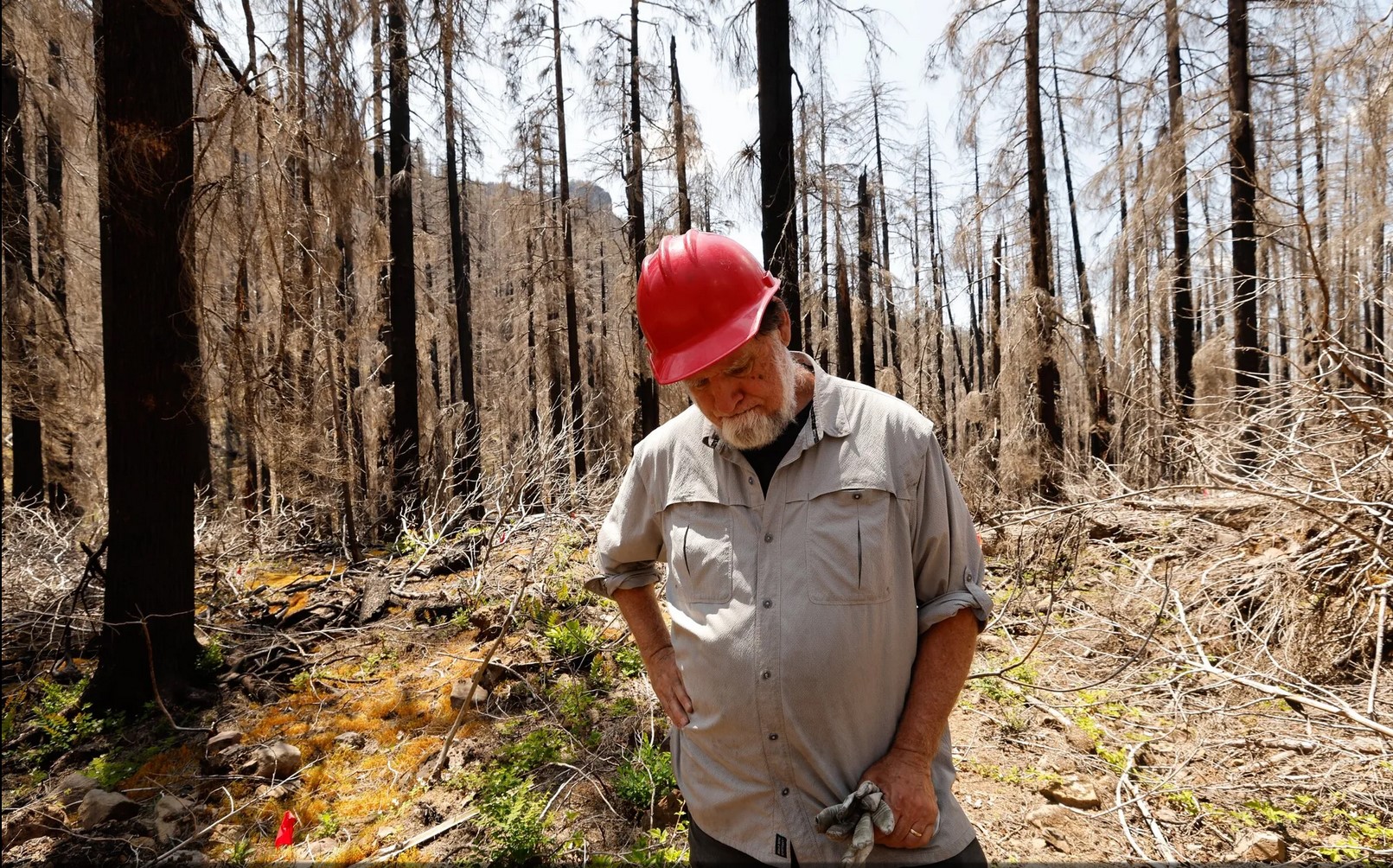 Mark Harmon in burned forest