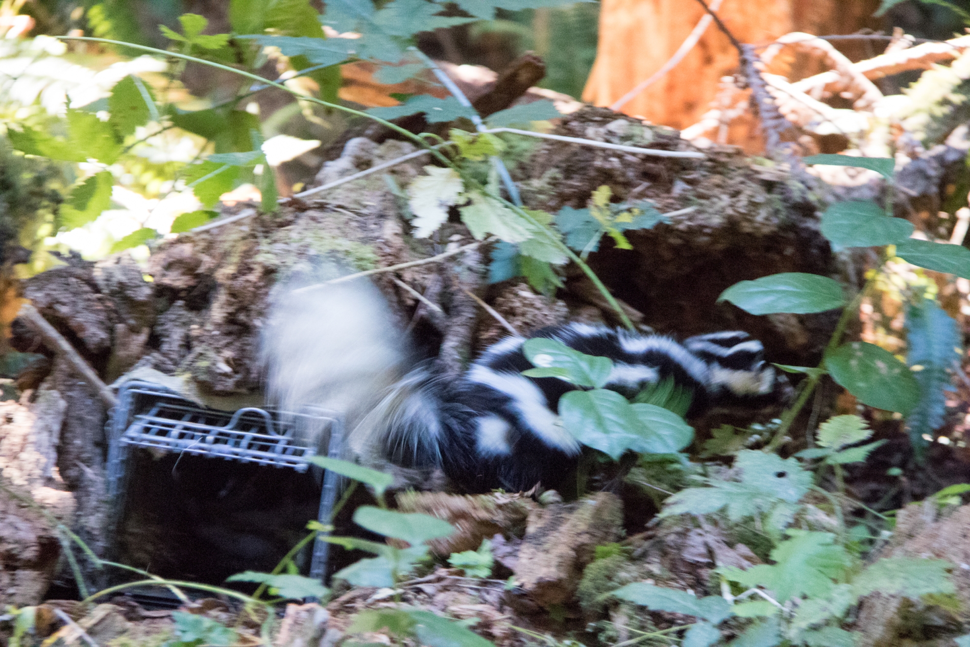 Small mammal field work, fall 2018