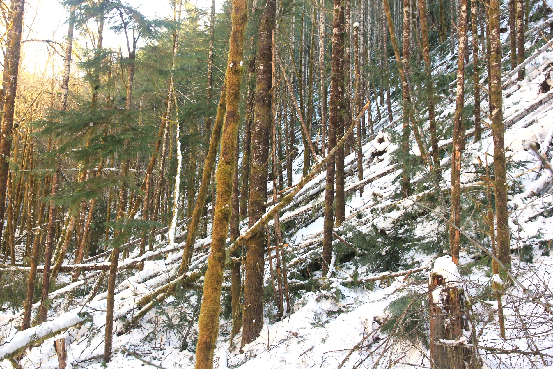 Snow and tree mortality event March 2019