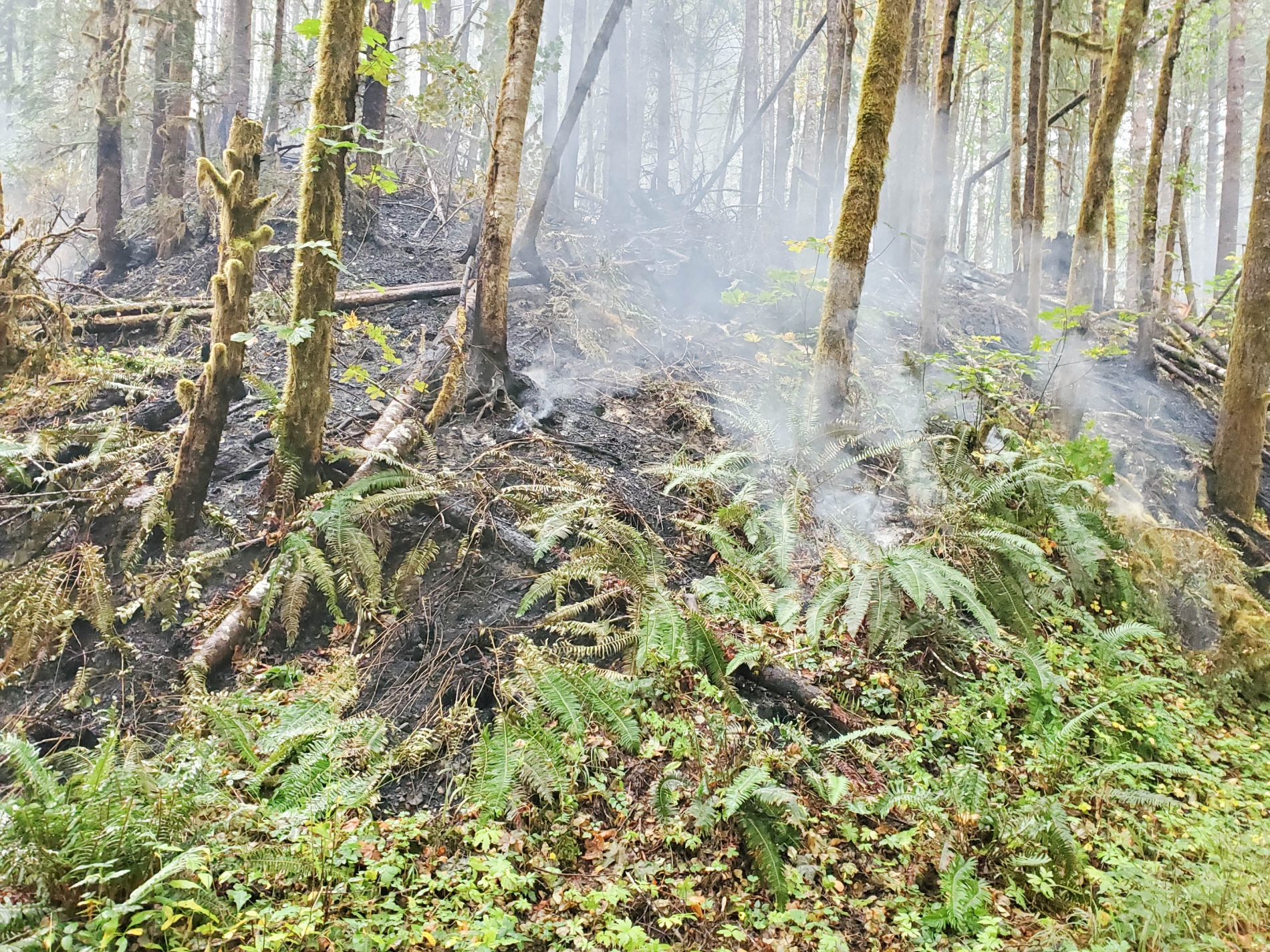 Holiday Farm Fire 2020
