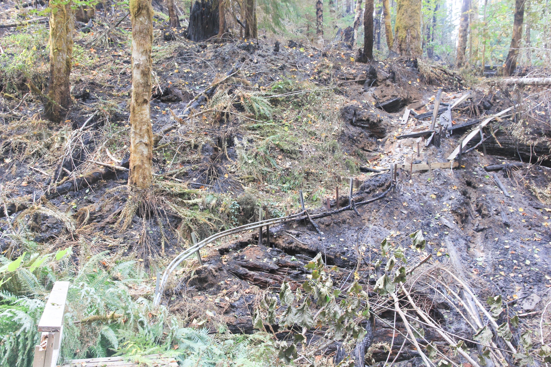 Holiday Farm Fire 2020