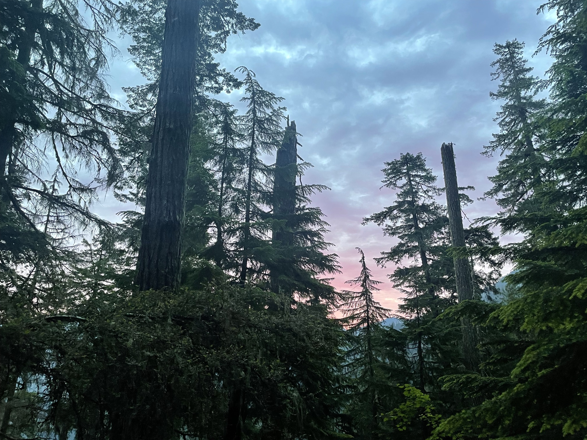 Sunrise in the old-growth