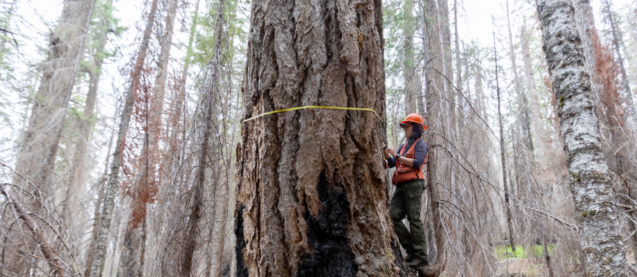 Large tree