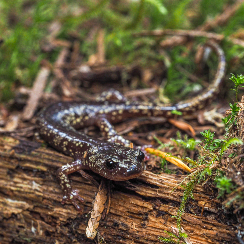 Clouded Salamander 