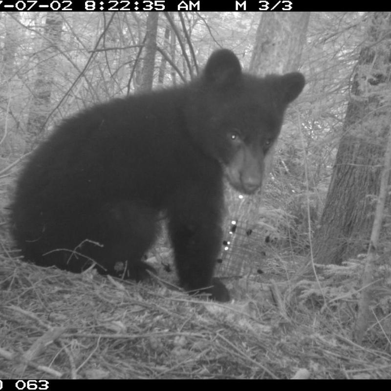 Black bear cub