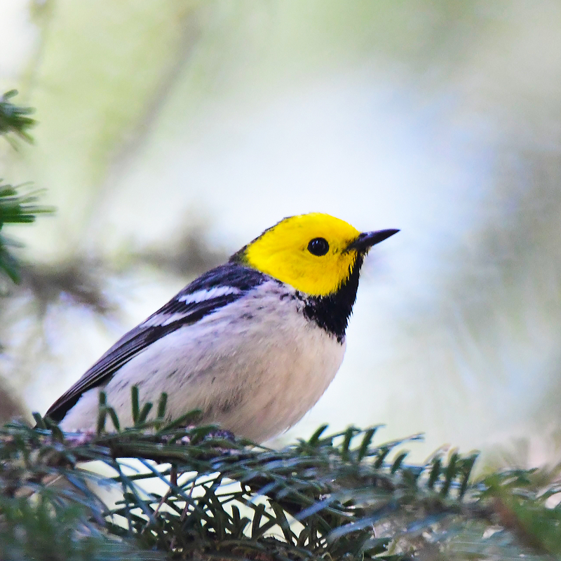 Hermit Warbler