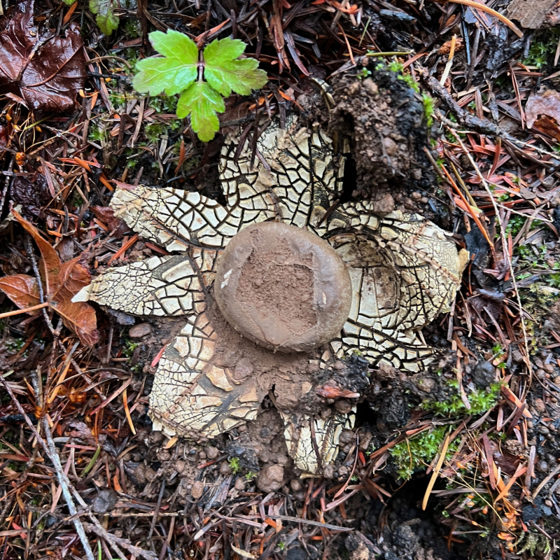 Pyrophilous Astraeus pteridis