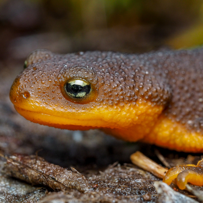 rough skinned newt portrait