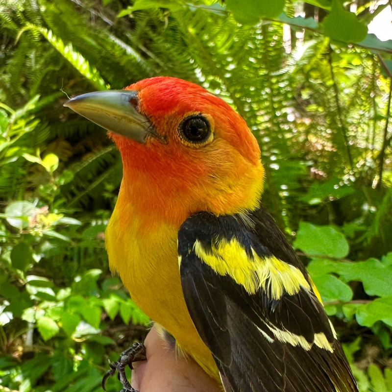 Western Tanager