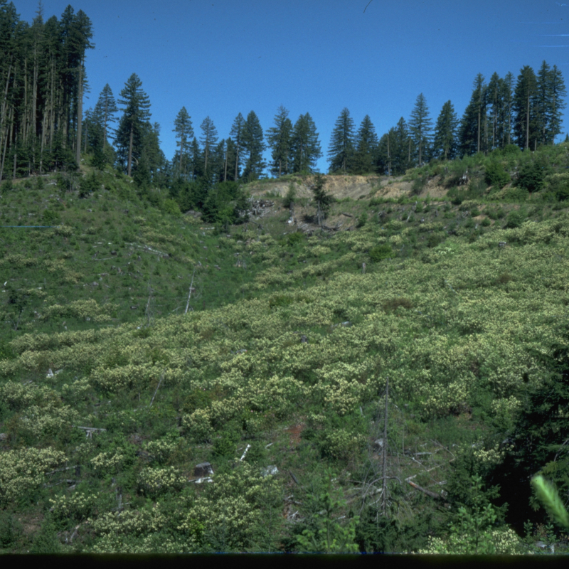 Forest clearcut and regeneration