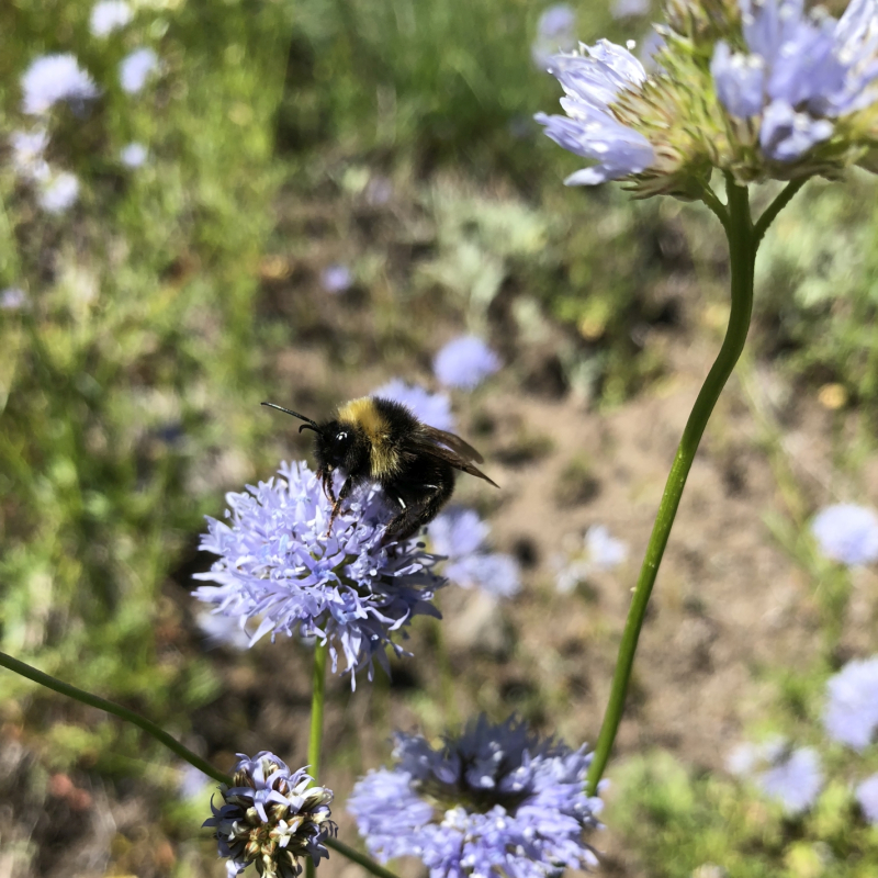 Bombus californicus on Gilia capitata