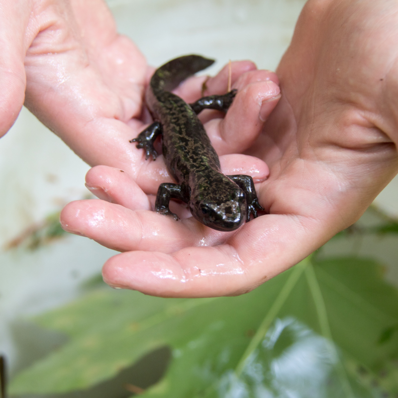 Mack Creek Vertebrates Study 2021