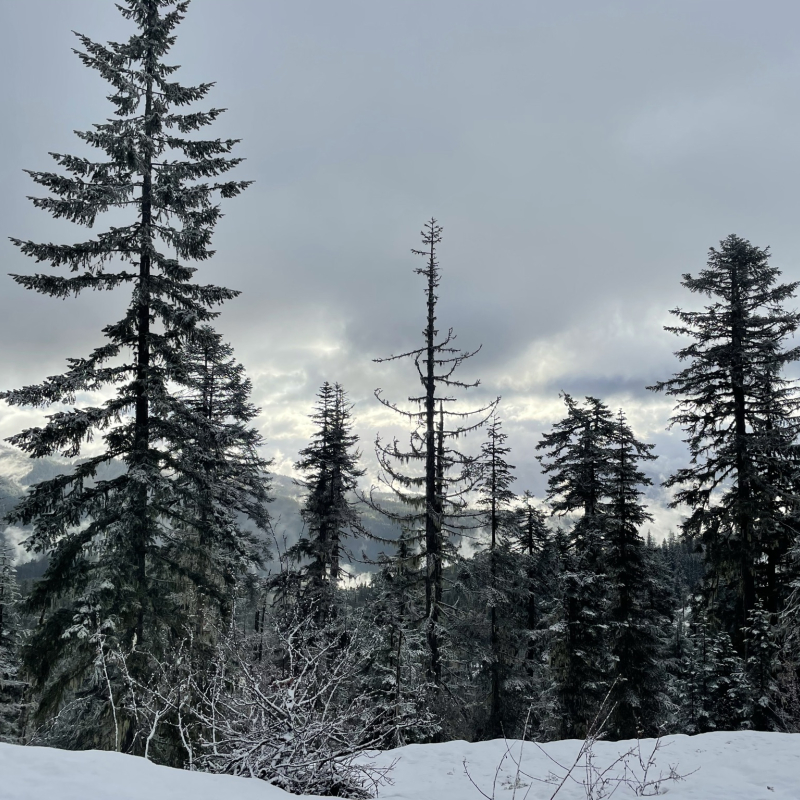 Early spring snow
