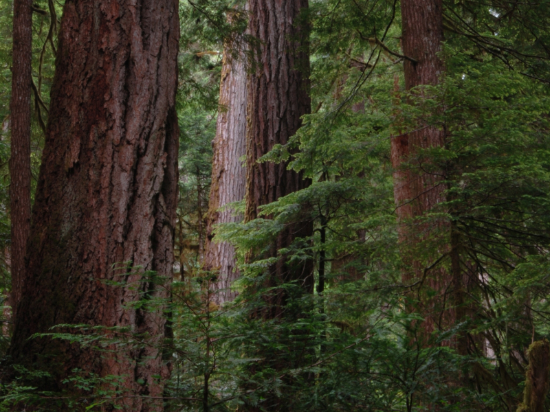 Mack Creek old growth016
