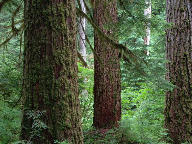 Mack Creek old growth026