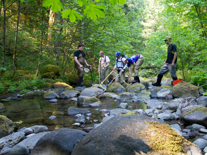 sampling fish and salamanders