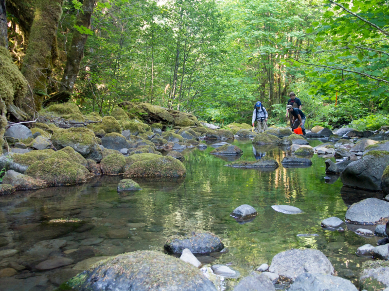 sampling fish and salamanders