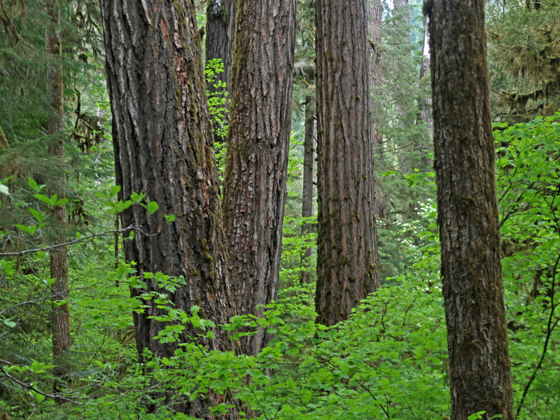 understory