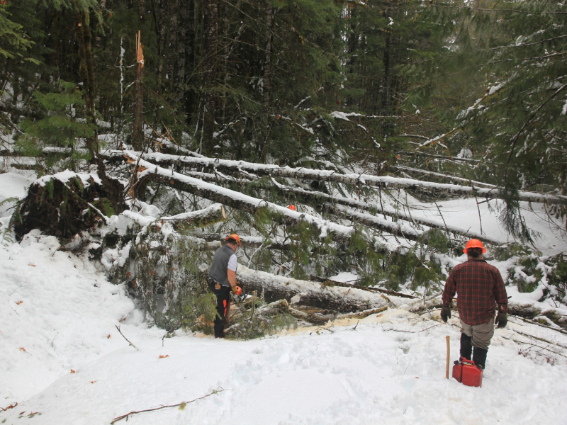 Snow and tree mortality event March 2019