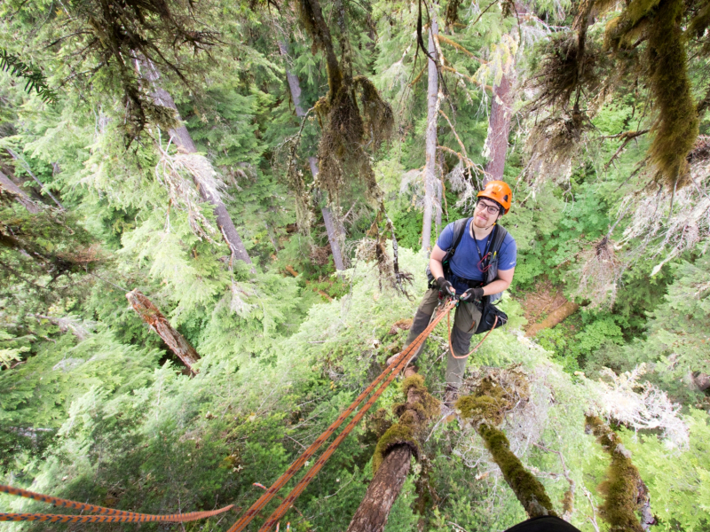 Dwarf Mistletoe Survey 2019