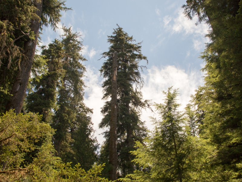 Dwarf Mistletoe Survey 2019