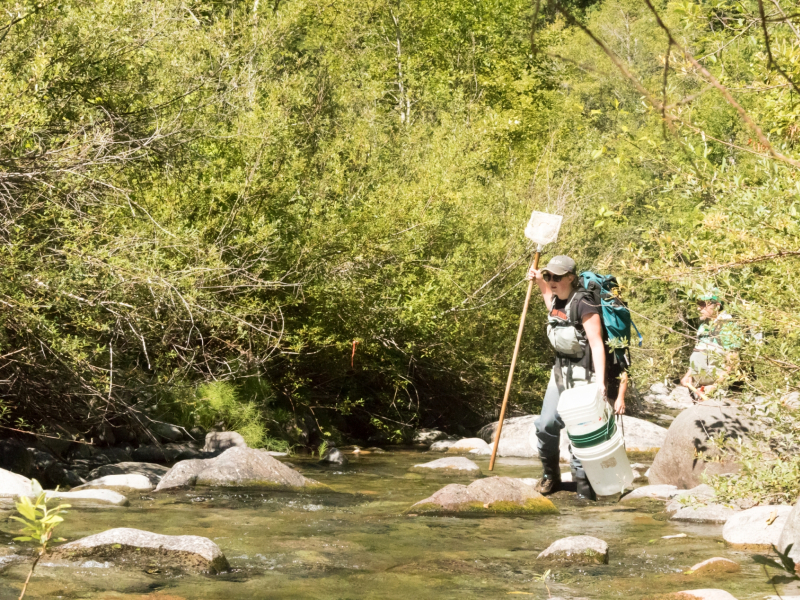 Lookout Creek Spatially Explicit Sampling of Aquatic Vertebrates