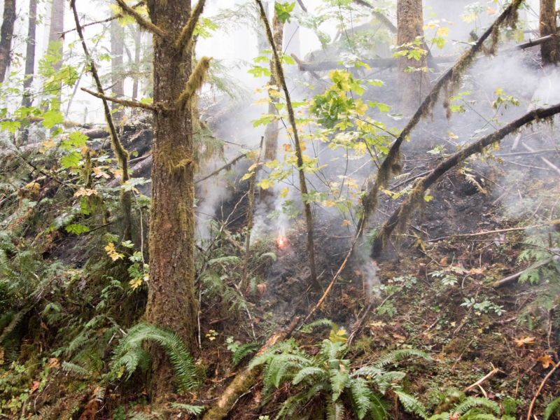 Holiday Farm Fire 2020