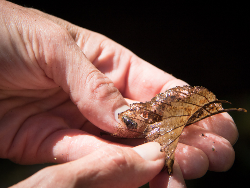 Stream Invertebrate Sampling 2021