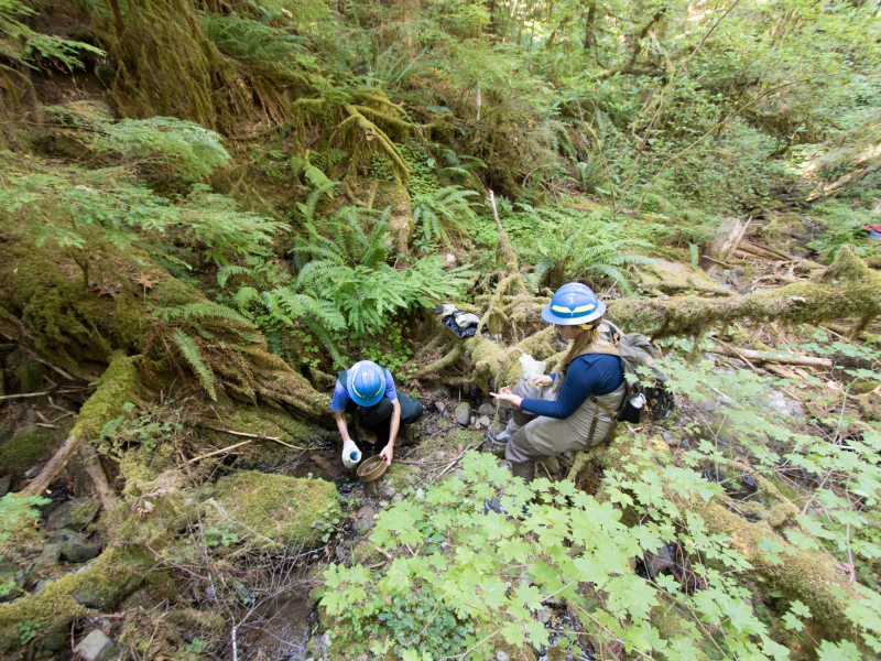 Stream Invertebrate Sampling 2021