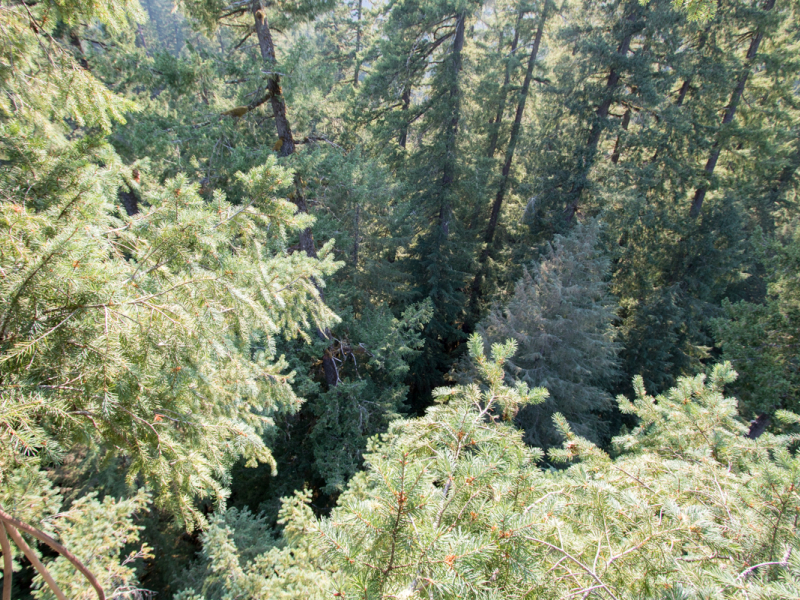 Canopy Ecology Field Work 2021