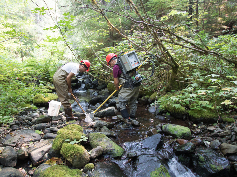 Mack Creek Vertebrates Study 2021