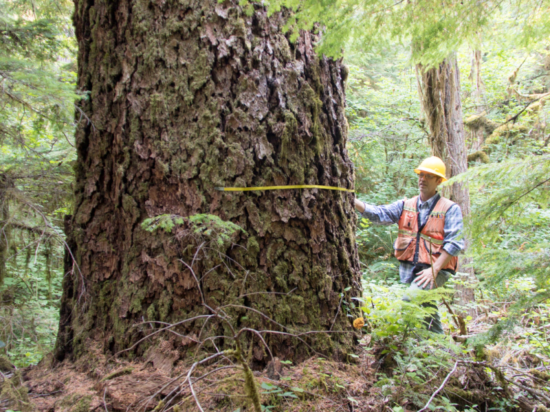 Pacific Northwest Permanent Sample Plot Program, Field work 2021
