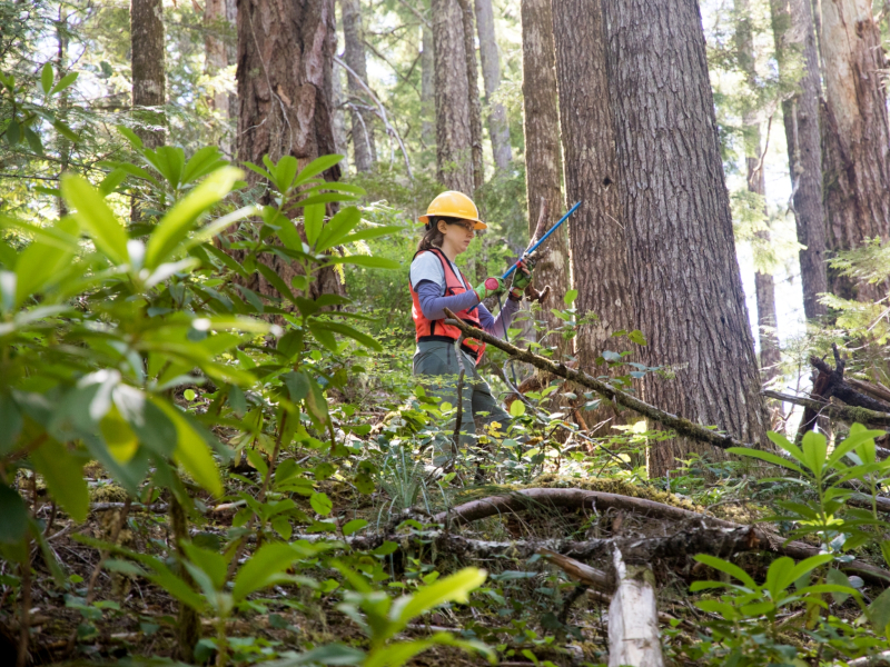 Tree growth and survival: the influence of disturbance and elevation