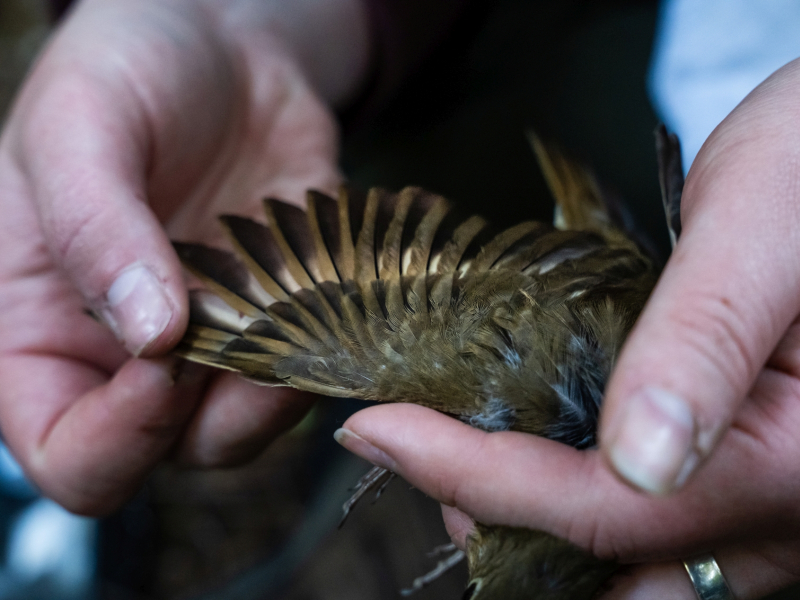 Bird population study and bird banding
