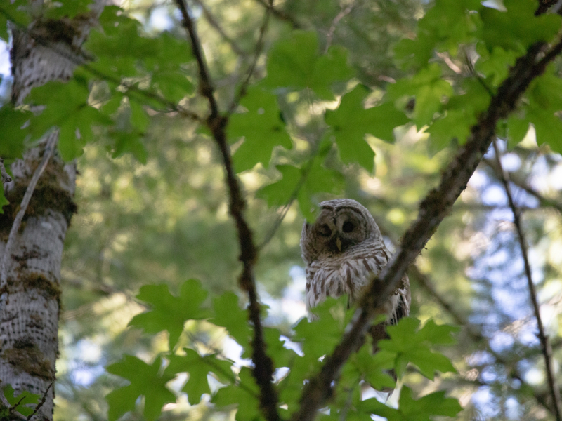 Barred Owl