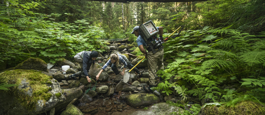 stream researchers at the HJ Andrews Experimental Forest