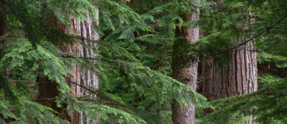 Mack Creek old growth018