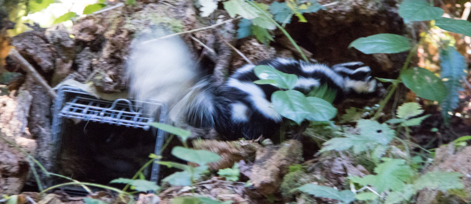 Small mammal field work, fall 2018