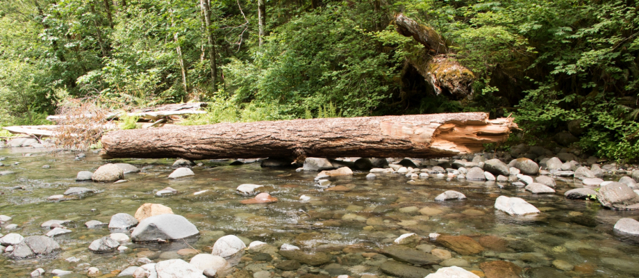 Stream Cross Section Study 2019