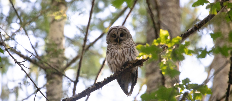 Barred Owl