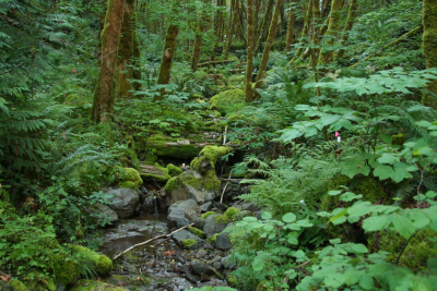 Watershed 1