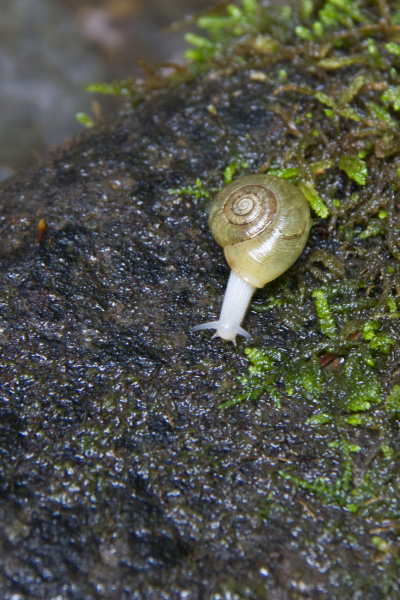 snail on rock