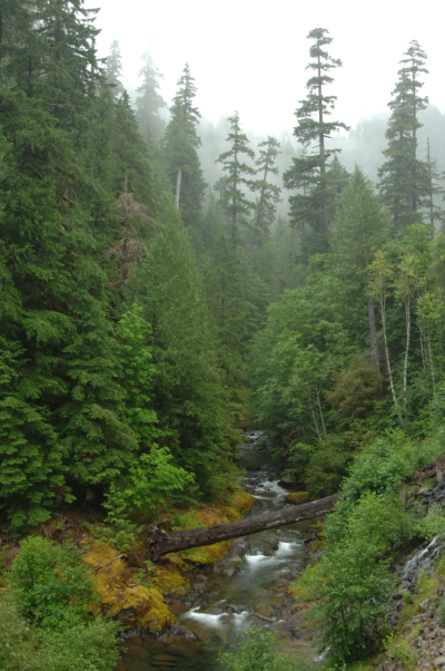 Lookout Creek old-growth forest