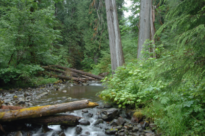 Lookout Creek old-growth forest
