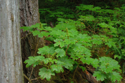 Lookout Creek old-growth forest