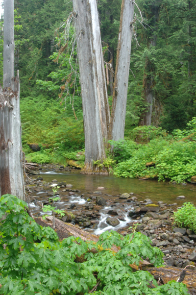 Lookout Creek old-growth forest