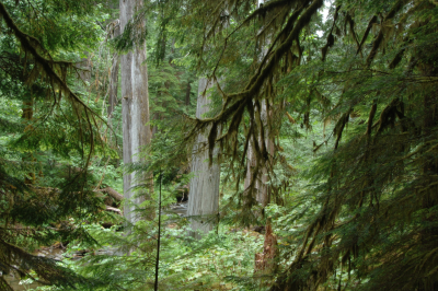 Lookout Creek old-growth forest